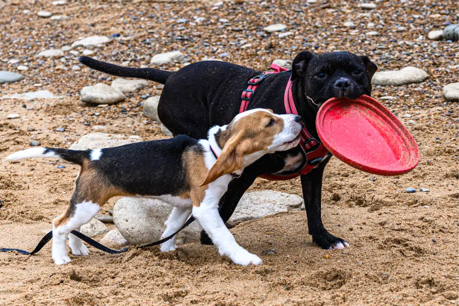 Beagle sur la plage