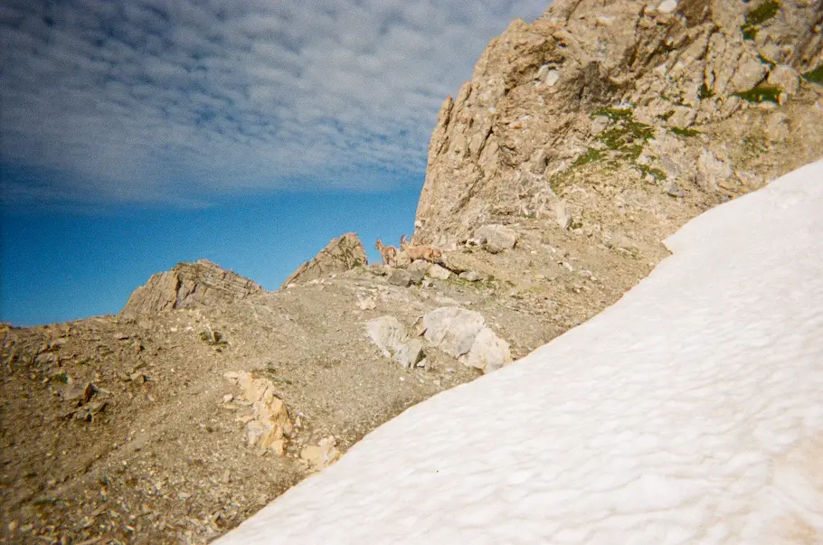 Bouquetin au col de Presset