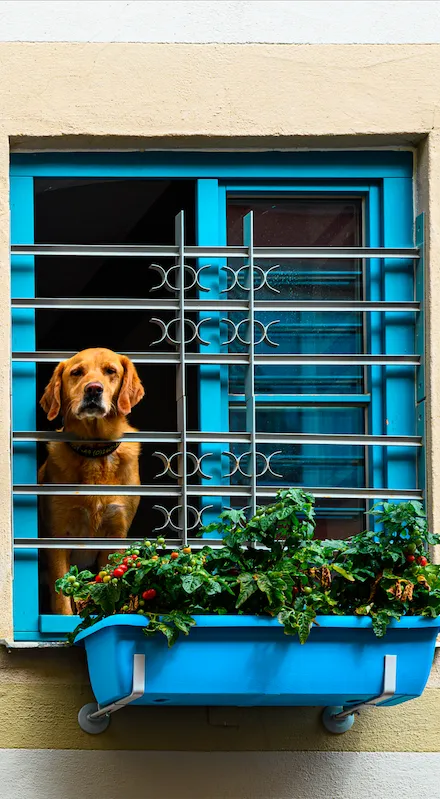 Un chien à la fenêtre à Fussen