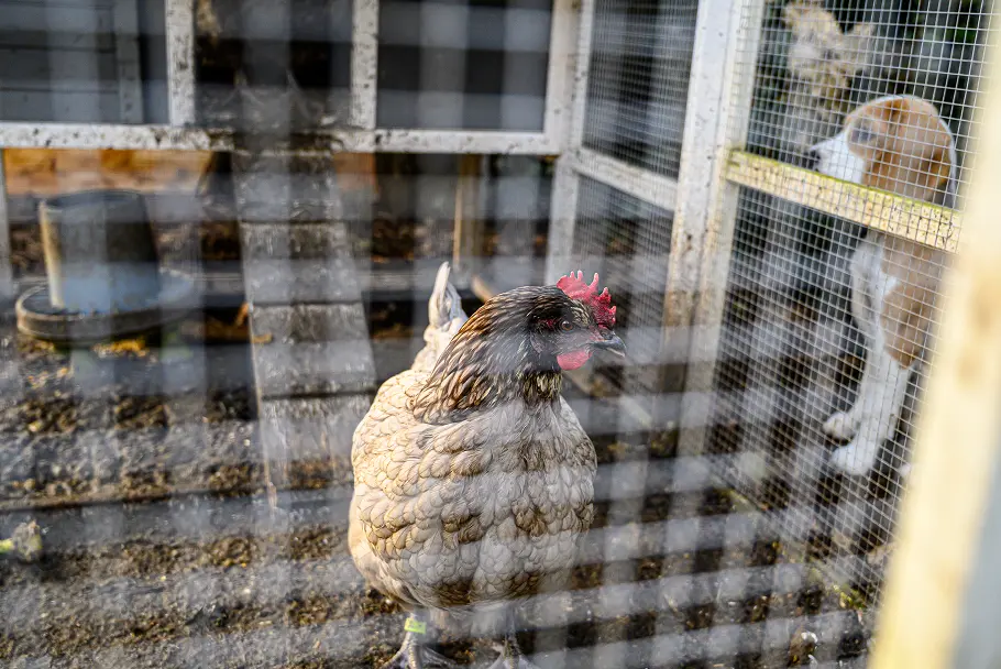 Maison sur Airbnb avec des poules