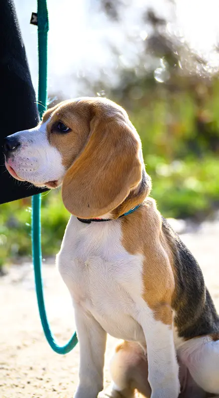 Glasgow, un Beagle de 4 mois