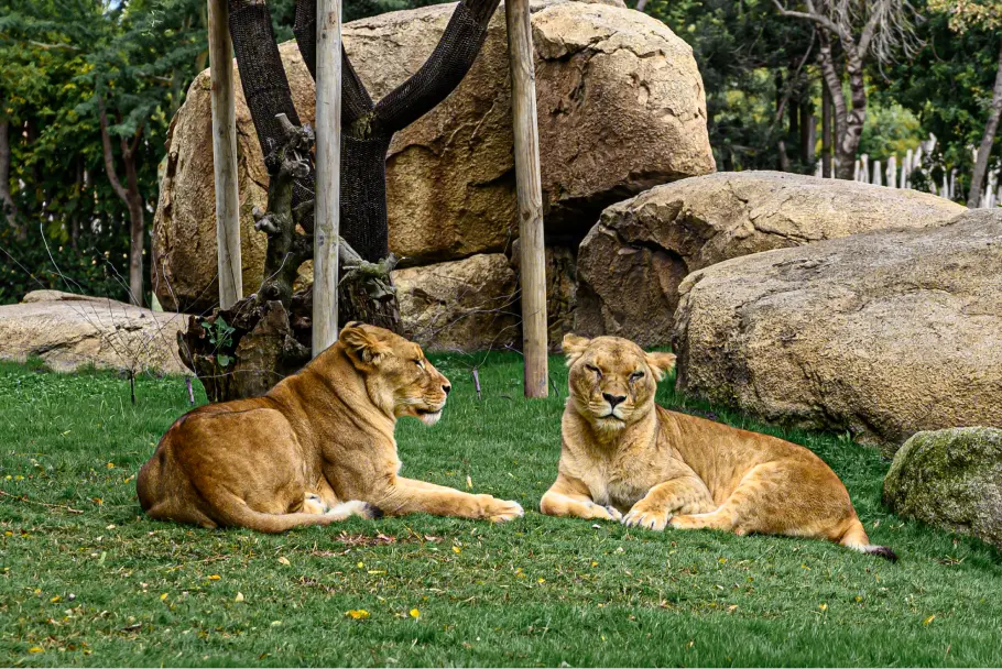 Les lionnes au Biopark de Valence