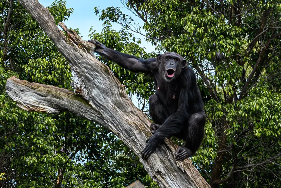 Chimpanzé au Biopark de Valence