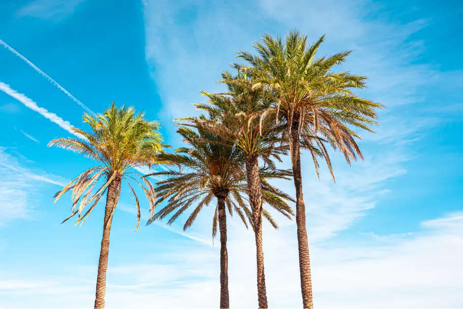 Palmiers sur la plage de Valence