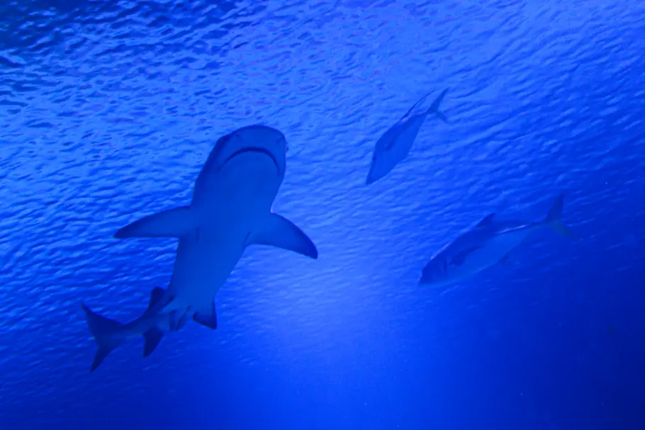 Aquarium de Valence en Espagne